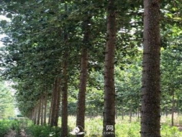 河南周口：培育出不飞絮的杨树新品种