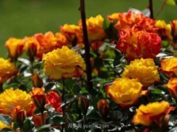 安阳市滑县森林公园月季花开放，赏花打卡正当时