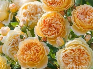 大花香水月季的养护方法，分享10种花香飘满屋