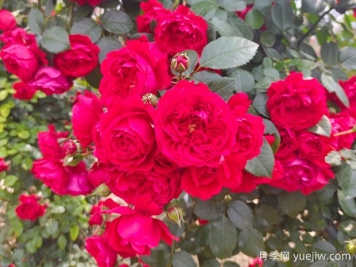 6款红色系的藤本月季品种，适合打造网红花墙