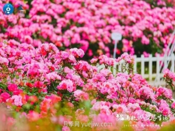 2024年第二届杭州市月季花展举办，赏500万株月季