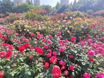 郑州月季公园40万株月季竞相绽放，感受花漾生活