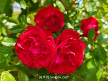 月季红木香爆花机器，花艳丽花量大花期长