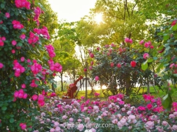 上海前滩休闲公园，月季花海盛景等你赏