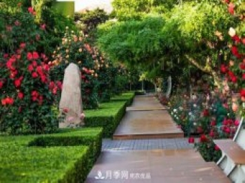 秦皇岛适合养月季花，市花和市树是什么